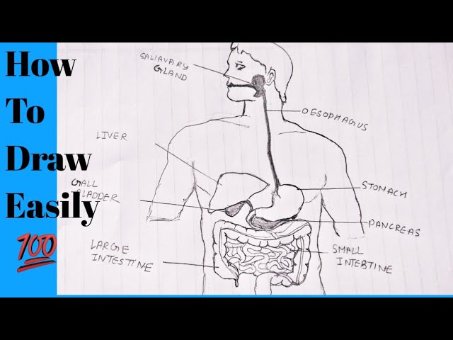 How To Draw Human Digestive System Diagram Easily | Human Digestive System  | Digestive System - YouTube