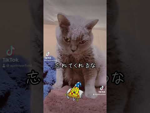 飼主宣言       #japan #kawaii #pets #猫 #cat #シャルトリュー #ねこ #chartreux #にゃんこ