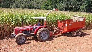 FAZENDO SILAGEM DE MILHO 2023 DOMINGO NA LIDA