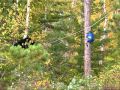 Black Bear Encounter on Knife Lake