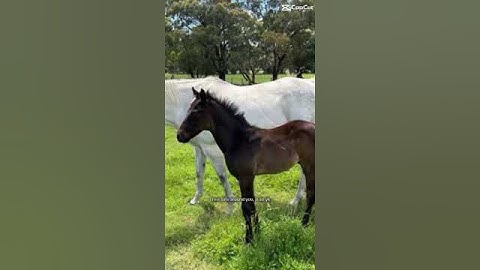 Template bc I’m lazy ❤️  #horse #equestrian #edit #thoroughbredracing #tiktokaudios #thoroughbred