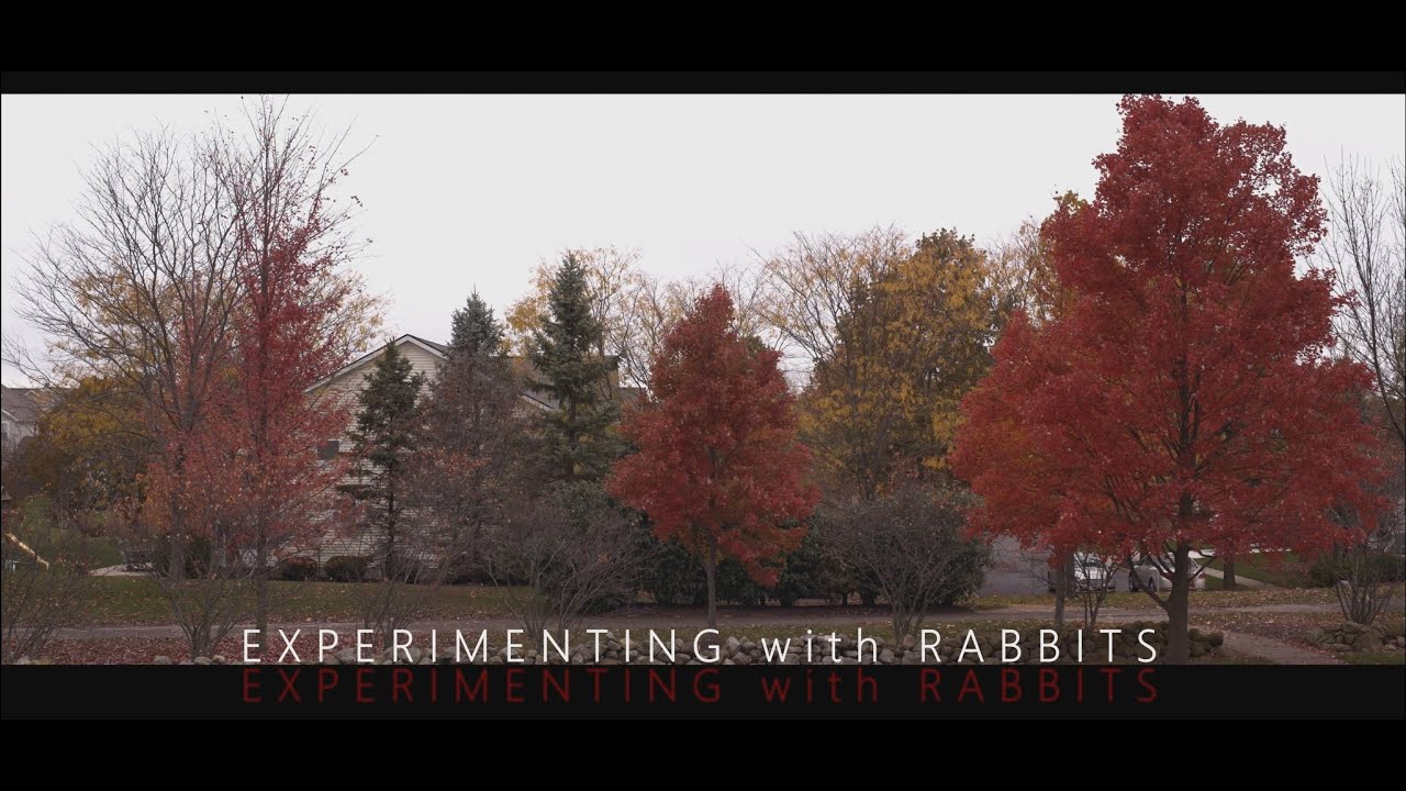 Anamorphic Rabbit BMPCC4k & Sirui Anamorphic 35mm Lens: experimenting with rabbits - YouTube