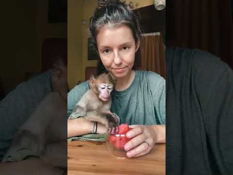Karpuz yiyen maymun 😍