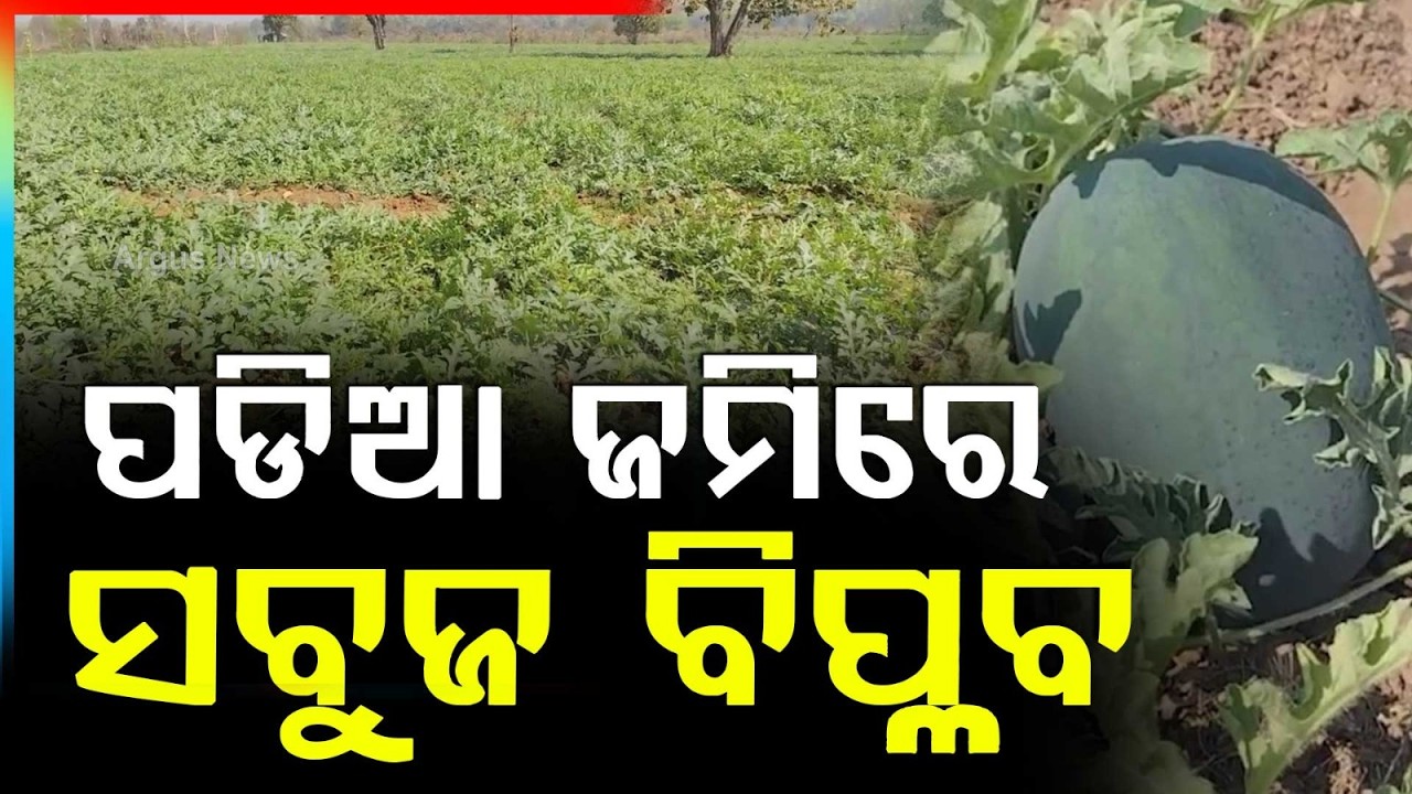 ପଡିଆ ଜମିରେ ସବୁଜ ବିପ୍ଳବ | Farmer Grows Watermelon on Barren Land | Inspiring Odisha Farming Story