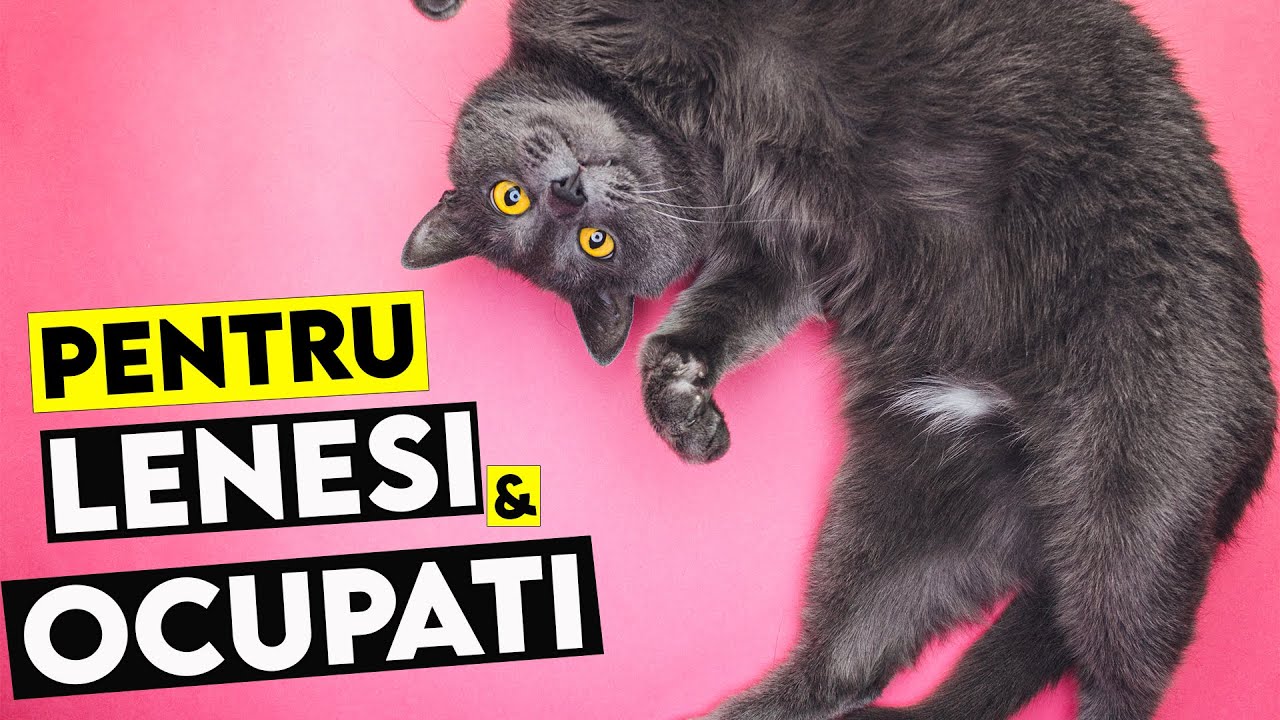 Rase de Pisici PERFECTE Pentru Oameni LENESI sau OCUPATI