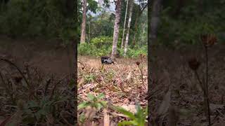 Offroad #mn99s #malayalam #rchobbycar #offroad #crawler