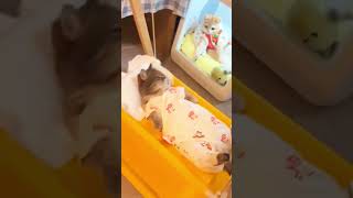 Funny Cats Daily ???  cat catvideos   猫 kitten cats  shorts catlover funny funnyvideo