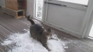Cat Loves to Play With Snow Brought Indoors By Owner - 1083703