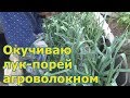 Необычное окучивание лука-порея. Эксперимент.