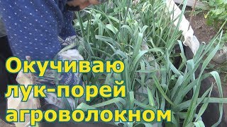 Необычное окучивание лука-порея. Эксперимент.