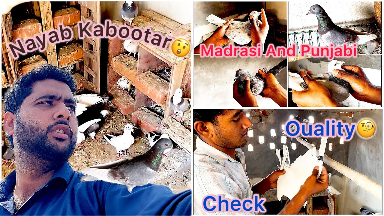 OMG 😨 itne Sare Nayab Kabutar 😲// Kabutar 🕊️ki Udan Rakh li🥰 // #pets