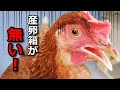 【鶏小屋DIY】突然立ち退きを迫られ産卵箱が消えた！と訴える鶏【鶏小屋紹介】#26