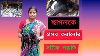 প্রেগনেন্ট ছাগলের ডেলিভারি কিভাবে করানো হয় সহজ পদ্ধতিতে