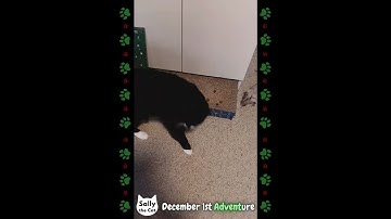 My first ever cat Advent calendar #catvideos