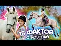 15 ФАКТОВ О КАЗБЕКЕ | Факты о лошадях