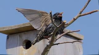 стихотворение уступи мне скворец. обыкновенный скворец в скворечнике. стих уступи мне скворец уголок заболоцкий. анализ стиха уступи мне скворец уголок. стихотворение заболоцкого уступи мне скворец уголок.