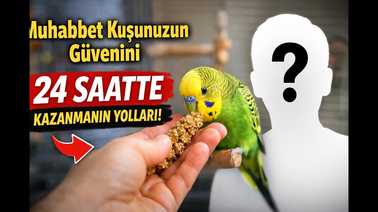 Muhabbet Kuşunuzun Güvenini 24 Saatte Kazanmanın Yolları (Adım Adım Rehber) #muhabbetkuşu