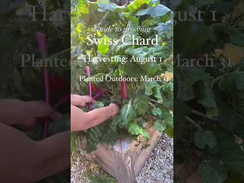 Video: Swiss Chard Winter Garden. Իմացեք ձմեռող շվեյցարական chard բույսերի մասին