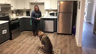 How to Train Your Dog to Stop Invading the Dishwasher by Peach on a Leash Dog Training & Behavior Services 1,020 views 3 years ago 1 minute, 10 seconds