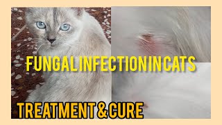 Treatment of fungal infection in cats | Ringworms in cats#Cat videos #Fungal infection in cats