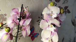 Срезаю цветоносы у орхидеи Единорог!