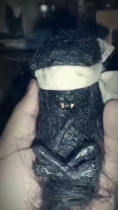 EDUKASI JENGLOT// BATARA KARANG #shorts #education #mustikabertuahalam