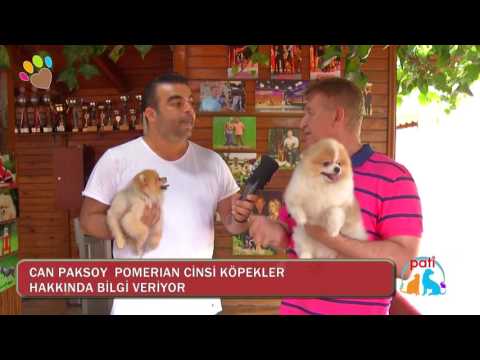 Video: Pomeranian Satın Almak Için 8 Neden