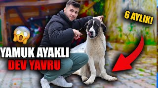 YAMUK AYAKLI DEV YAVRU KÖPEK! (GÖRÜNCE ŞAŞIRACAKSIN)