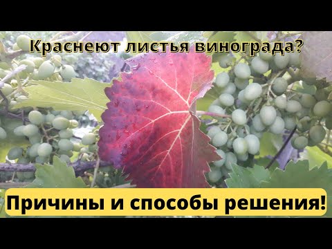 У винограда краснеют листья? Причины и способы решения