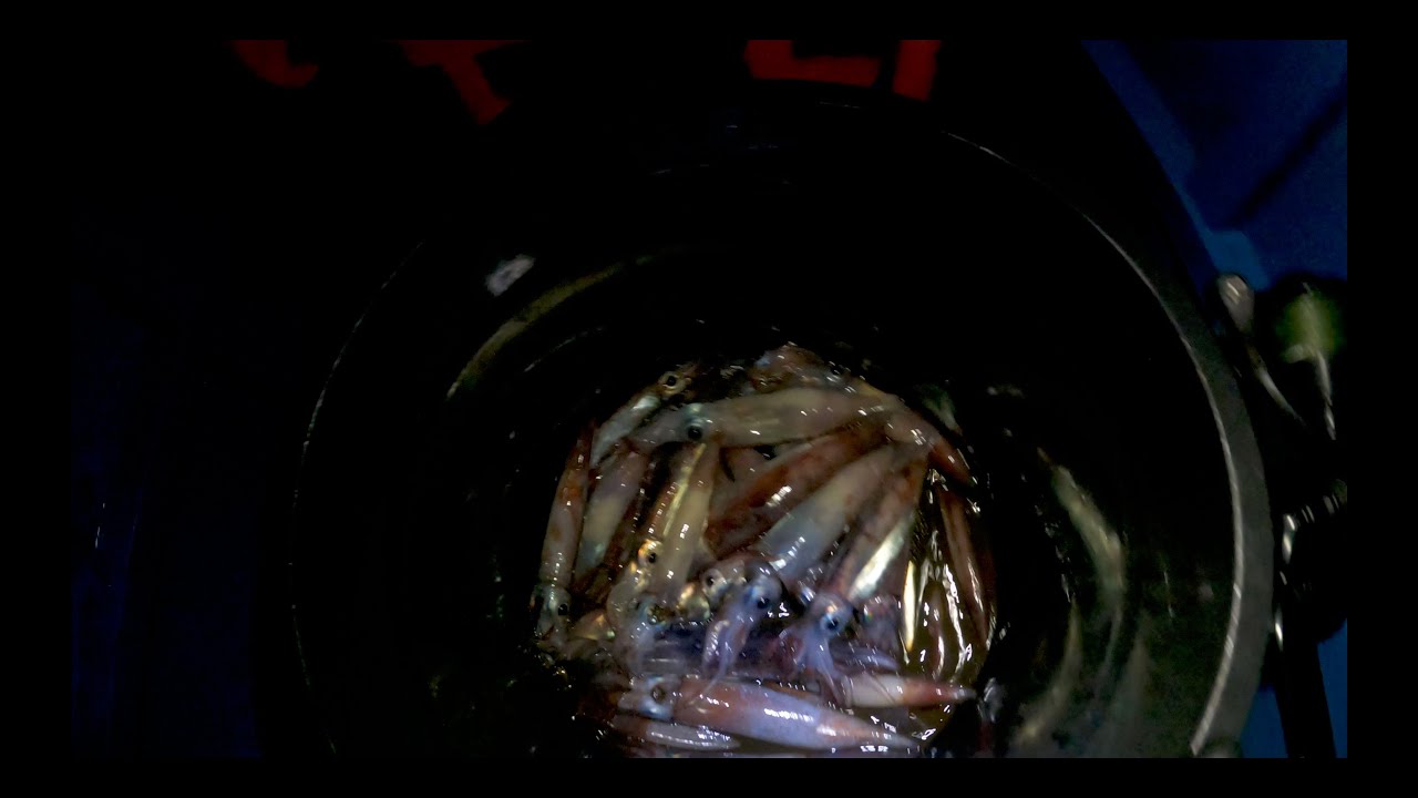 Trolling to Vertical Jigging to Squid Jigging || How to Catch Purpleback Squids or Lumayagan o Pusit