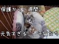 子猫のクロスカウンター!! I picked up a kitten!子猫を拾ってみた2017part3