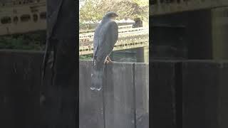VID 20201225 WA0007
