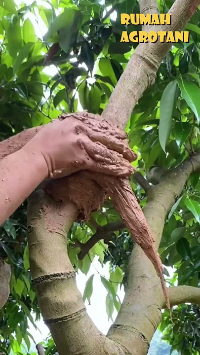 Begini Cara Mudah Cangkok Tanaman