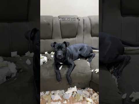Vídeo: Filhote de cachorro