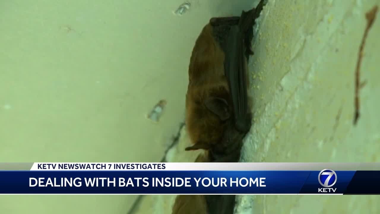 Dealing with bats inside your home YouTube