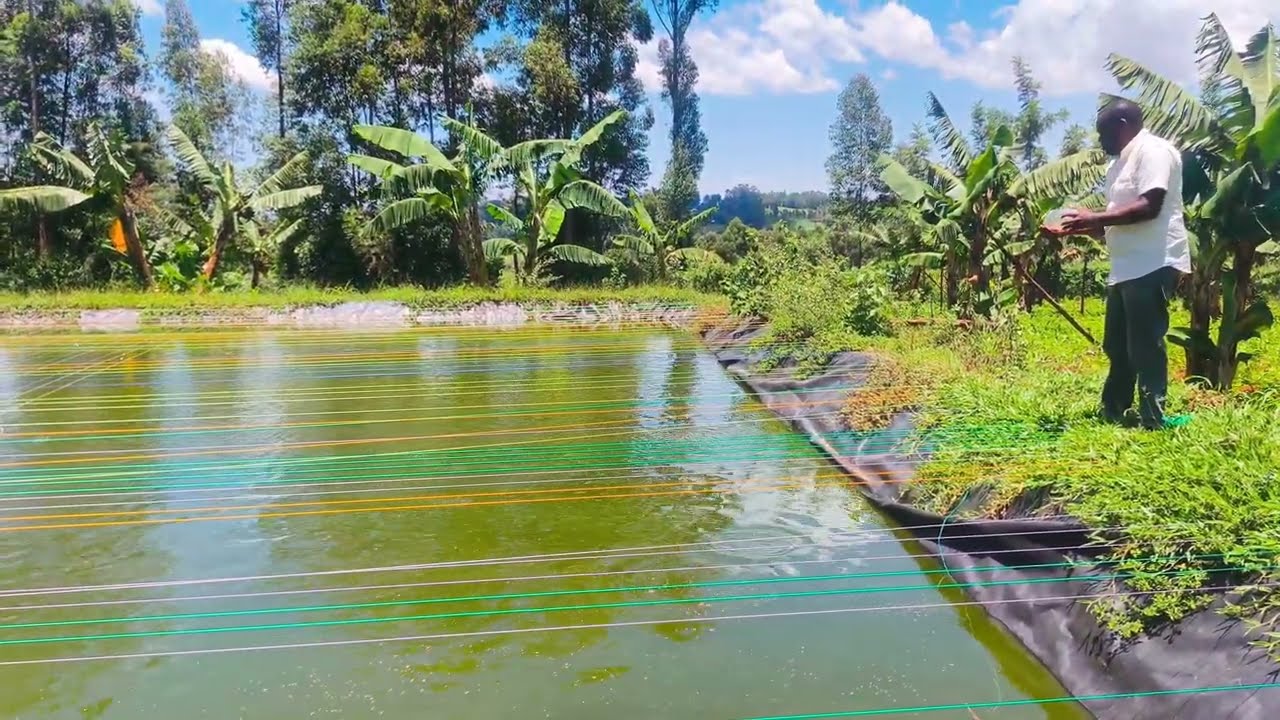 Feeding routine -Tilapia Fish Farming in Kenya