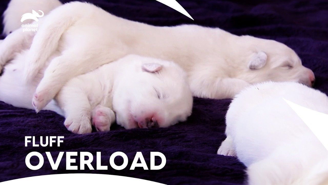 Snow-White Samoyed Puppies Journey From Newborn To 10 Weeks Old | Too Cute | Animal Planet