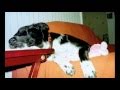 MY CUTE BORDER COLLIE ASHA.  R.I.P  2004 - 2012