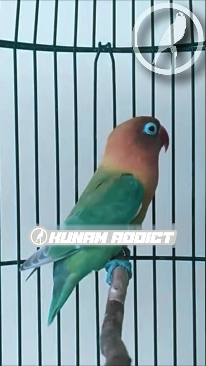 pancingan efektif labet Ngetik Ngekek panjang
