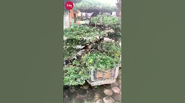 bước 4 cắt tỉa tùng la hán #tùnglahán #bonsai