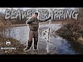 BEAVER TRAPPING with 330 CONIBEARS