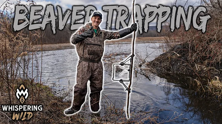 BEAVER TRAPPING with 330 CONIBEARS