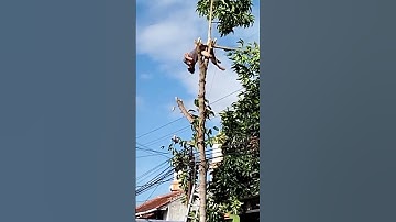 WARGA KESETRUM SAAT TEBANG POHON