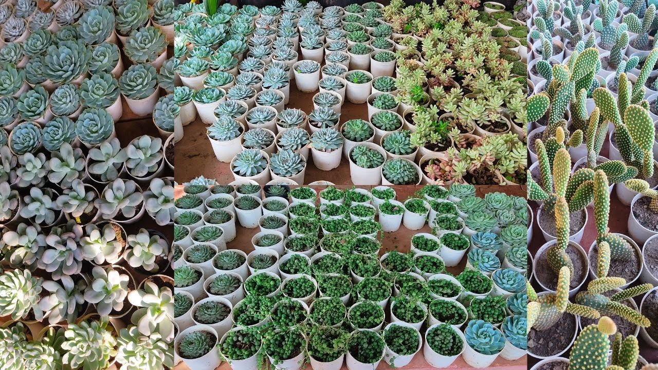 Wholesale Price Succulent Plant Starting Rs.50 || Cheapest Succulent Nursery in Punjab
