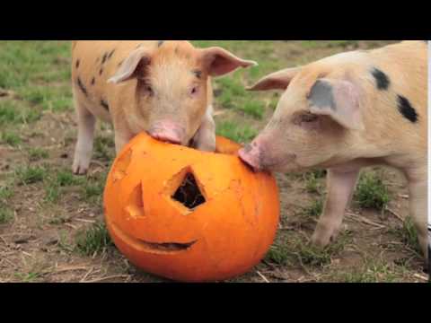 Halloween Piglets at Odds Farm Park