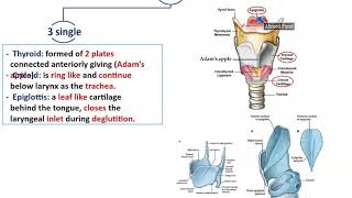 Anatomy of the Larynx - Dr. Ahmed Farid