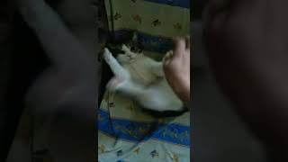 🐈мягкая 😺 булочка не хочет чтобы её погладели 💖💕🌺💕💖