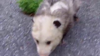 Shmooky the opossum 3