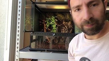 Cleaning My Biak Green Tree Python’s Enclosure (Morelia Viridis)