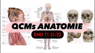 Révision Anatomie :système( squelettique + musculaire + articulaire + nerveux) EMD T1 21/22 ‘Alger’ screenshot 3